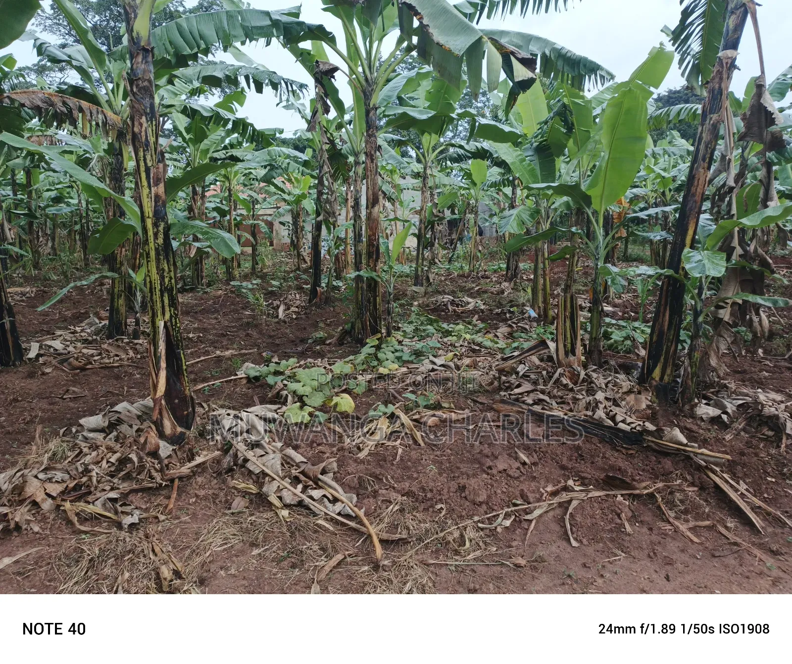 100by50ft Plot for Sale in Nangabo in Nangabo