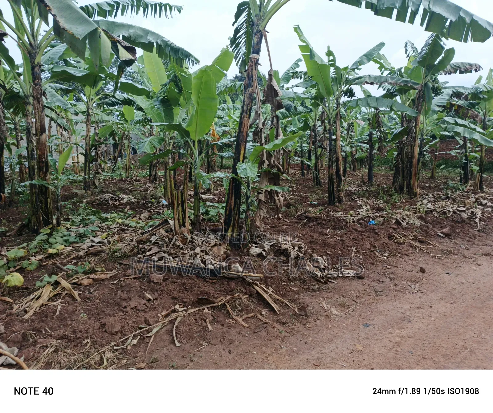 100by50ft Plot for Sale in Nangabo in Nangabo
