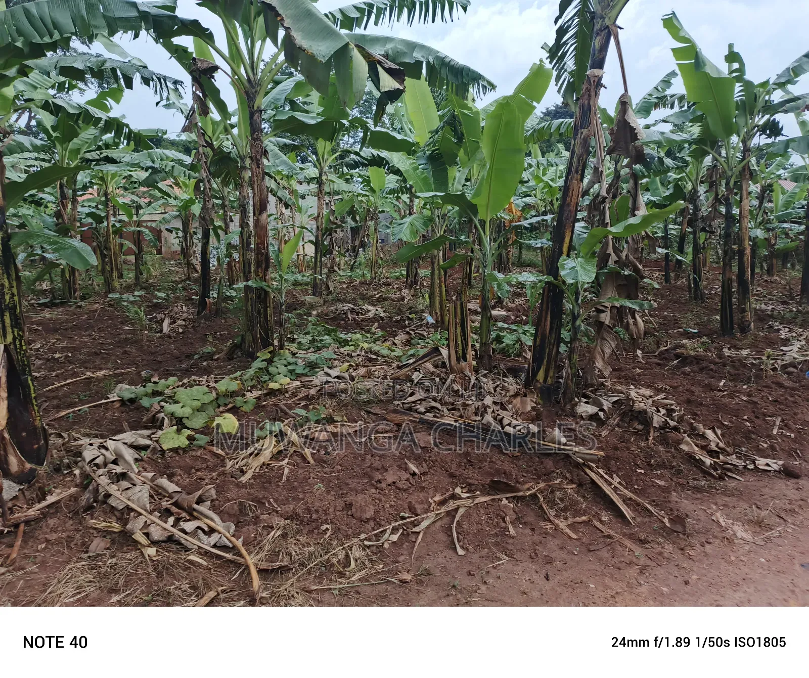 100by50ft Plot for Sale in Nangabo in Nangabo