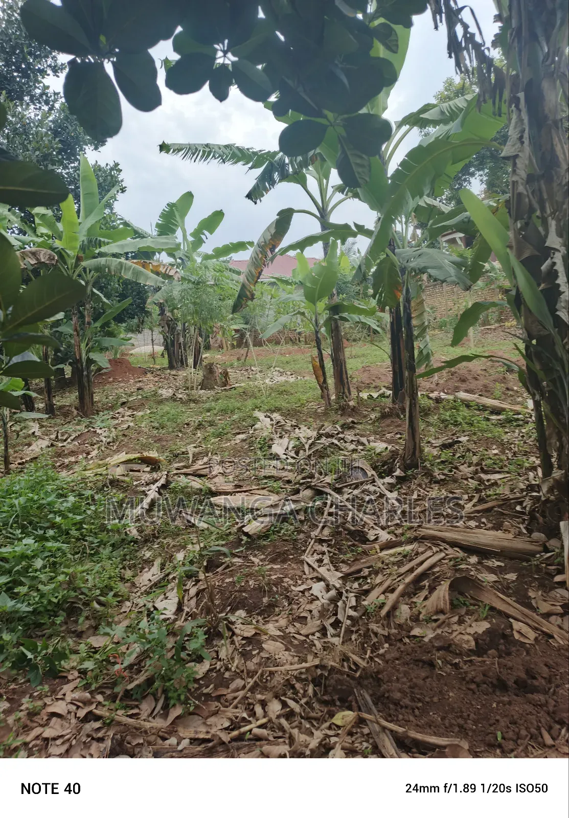 100by50ft Plot for Sale in Masoli in Wakiso / Wakiso