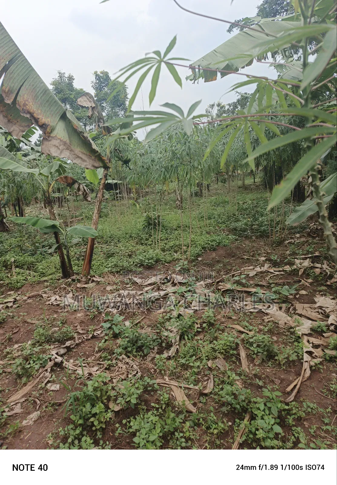 100by50ft Plot for Sale in Masoli in Wakiso / Wakiso