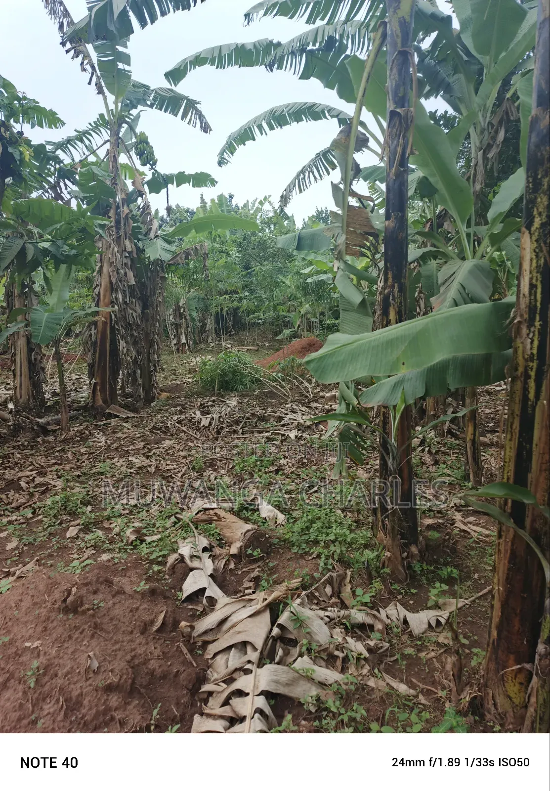 100by50ft Plot for Sale in Masoli in Wakiso / Wakiso