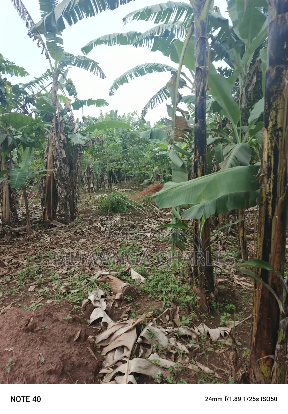 100by50ft Plot for Sale in Masoli in Wakiso / Wakiso