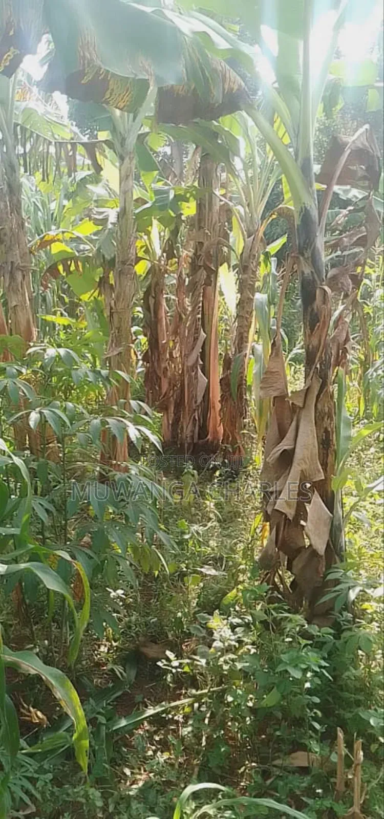Plot for Sale in Magere in Wakiso / Wakiso