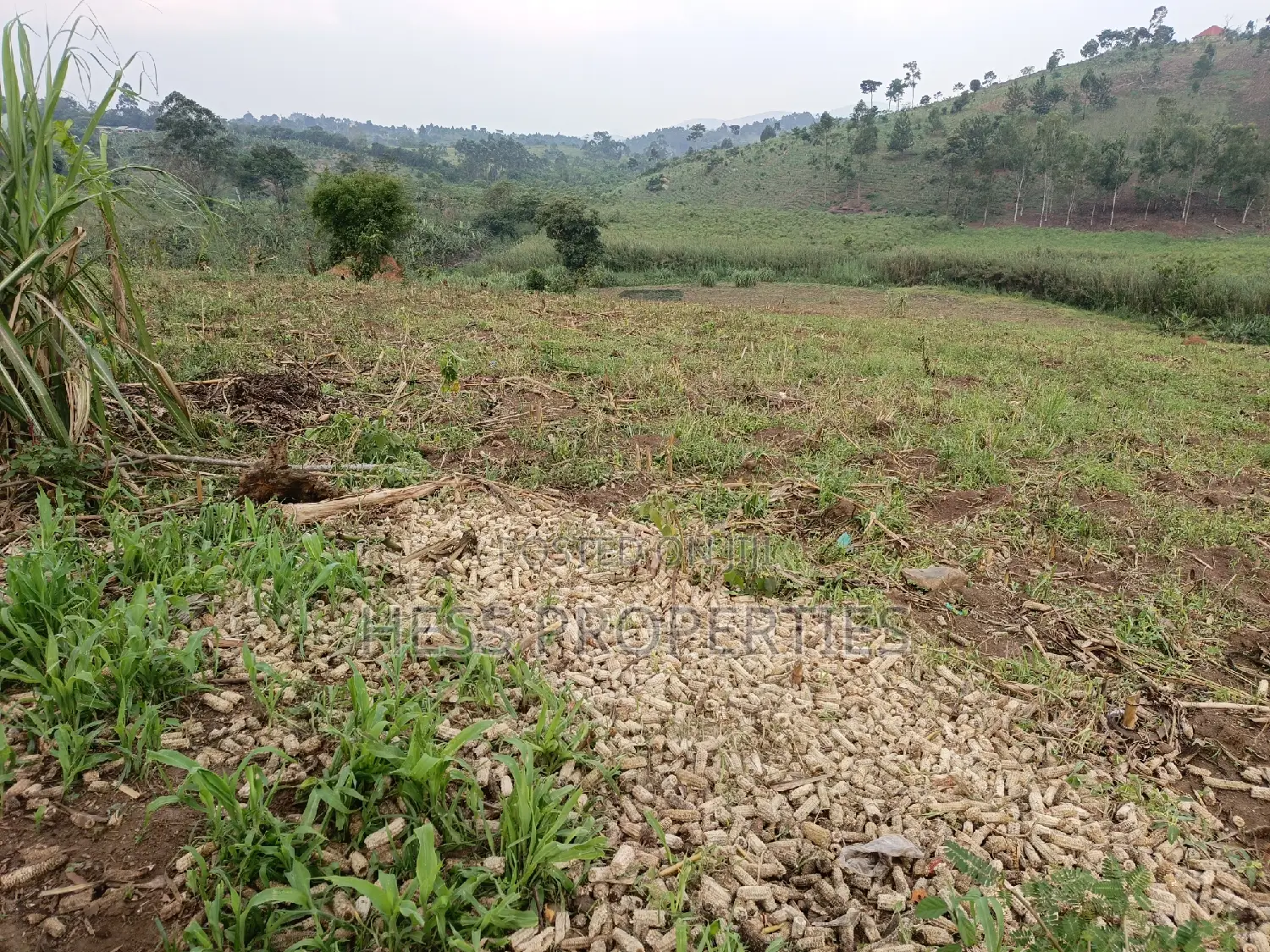 3acres of Land on Sale Located in Kyenjojo Town Council -Nto in Kyenjojo