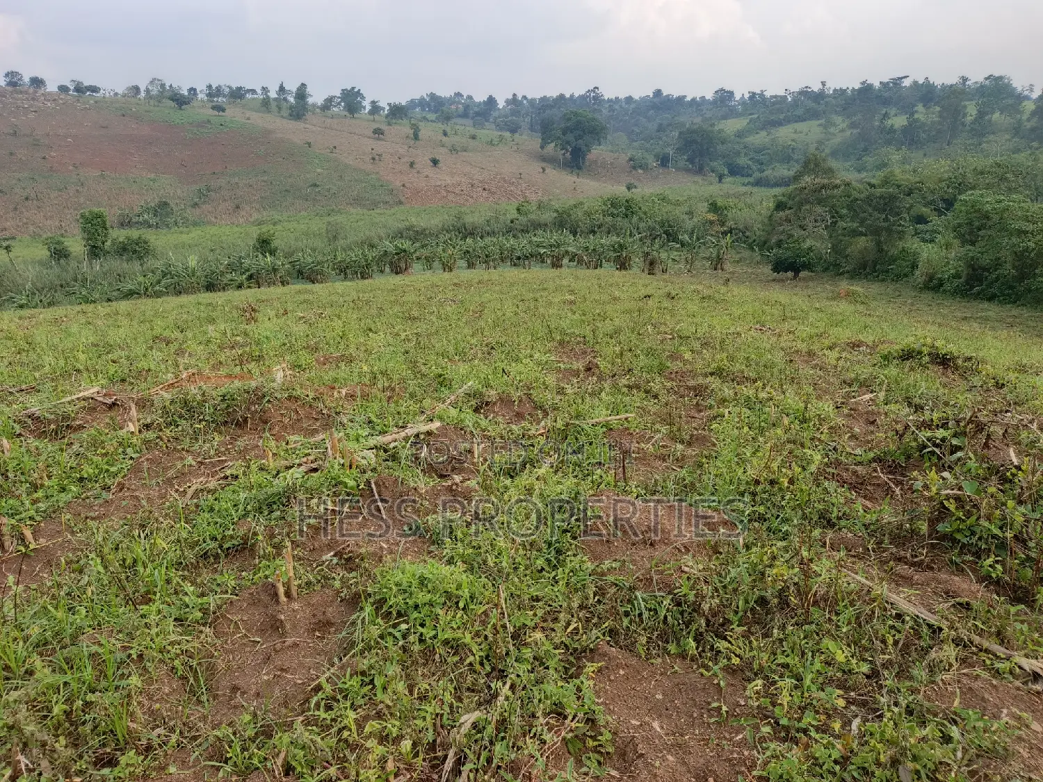 3acres of Land on Sale Located in Kyenjojo Town Council -Nto in Kyenjojo