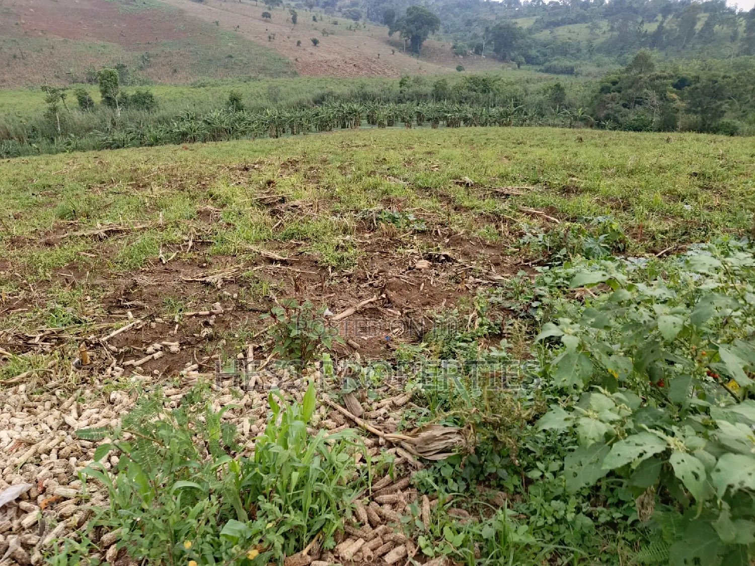 3acres of Land on Sale Located in Kyenjojo Town Council -Nto in Kyenjojo