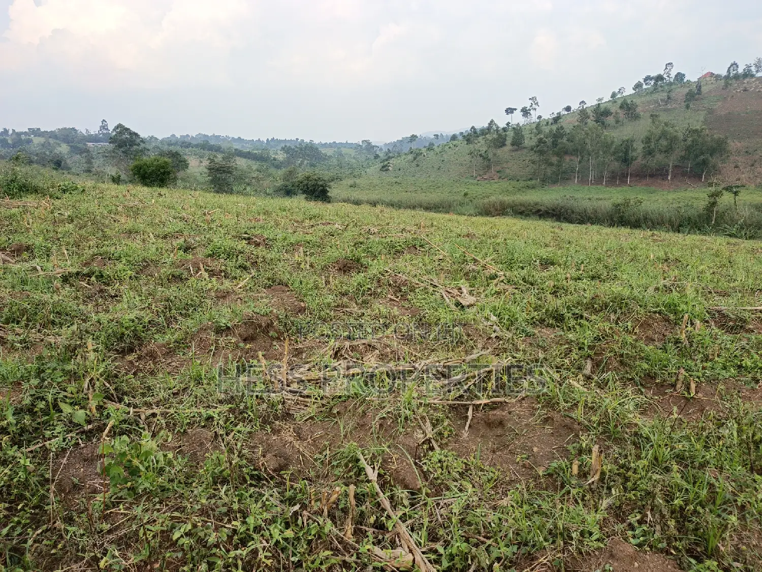 3acres of Land on Sale Located in Kyenjojo Town Council -Nto in Kyenjojo