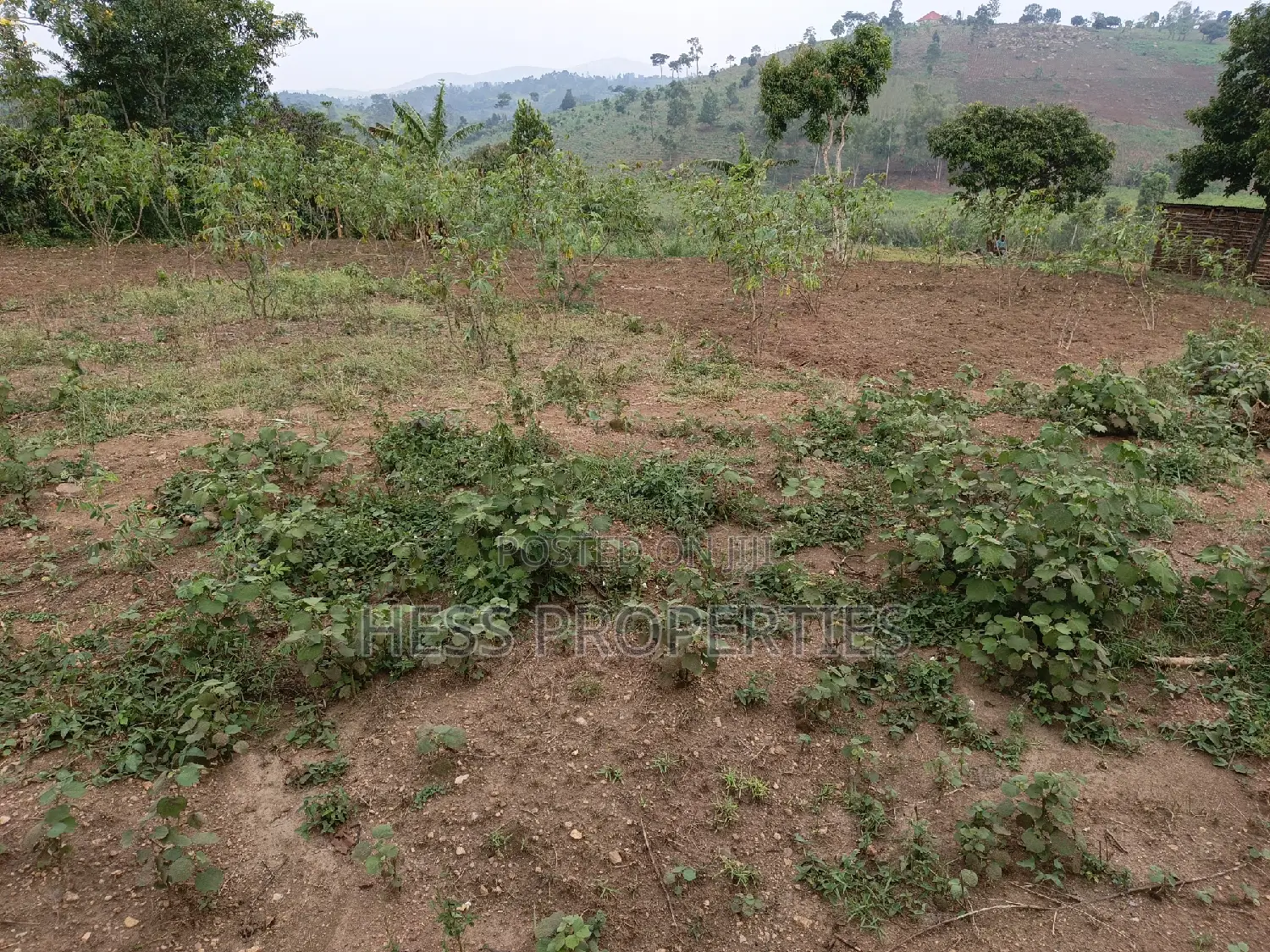 3acres of Land on Sale Located in Kyenjojo Town Council -Nto in Kyenjojo