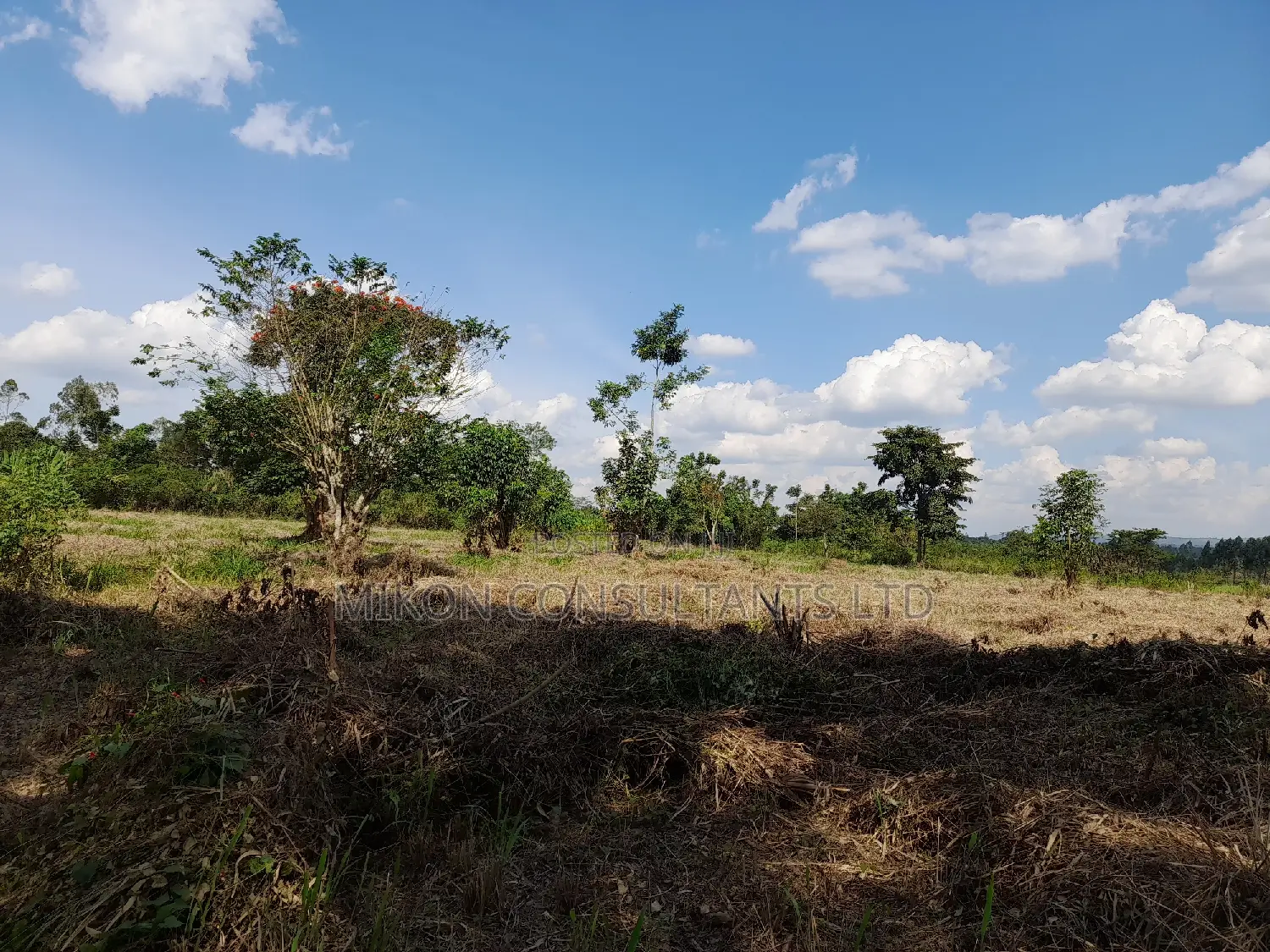 40 Acres of Fertile Land on Sale in Nakaseke District in Central Division