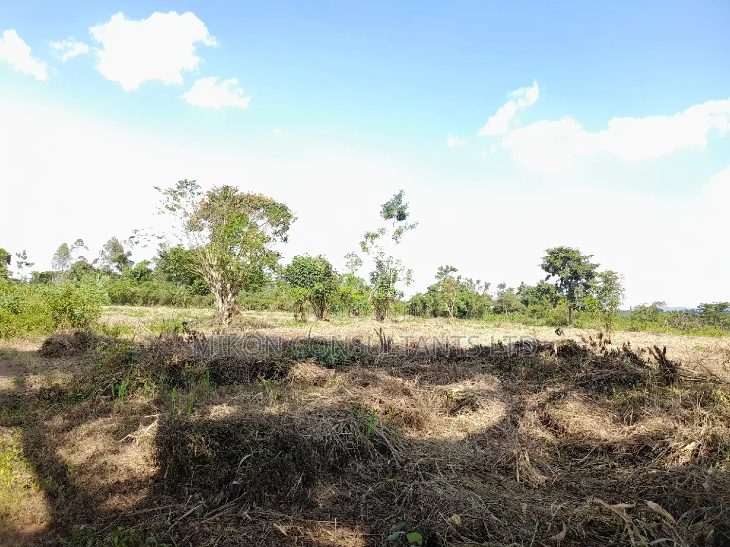 40 Acres of Fertile Land on Sale in Nakaseke District in Central Division
