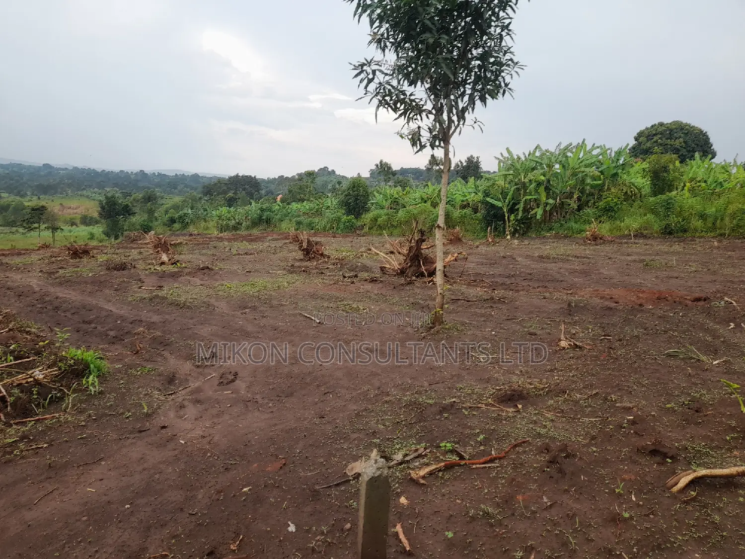 100 by 50 FTS Plot on Sale in Matuga Ssemuto Road in Central Division