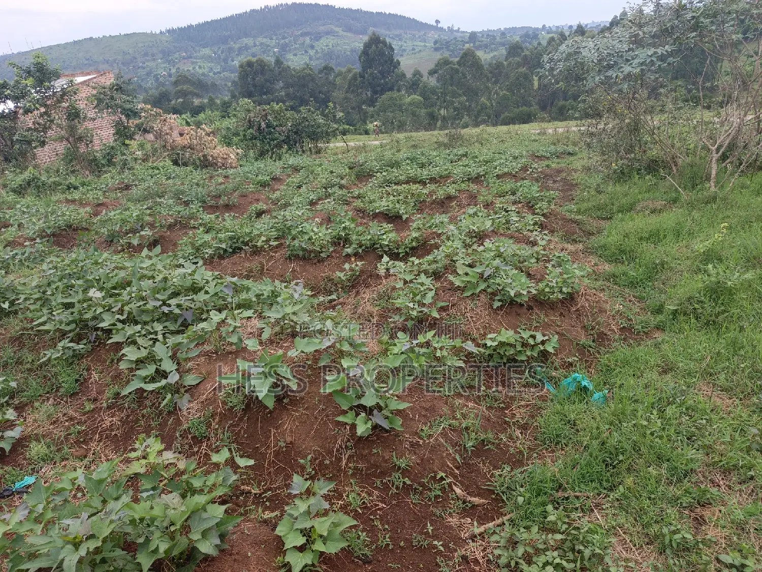 11decimal of Land on Sale Located in Rugombe in Kyenjojo