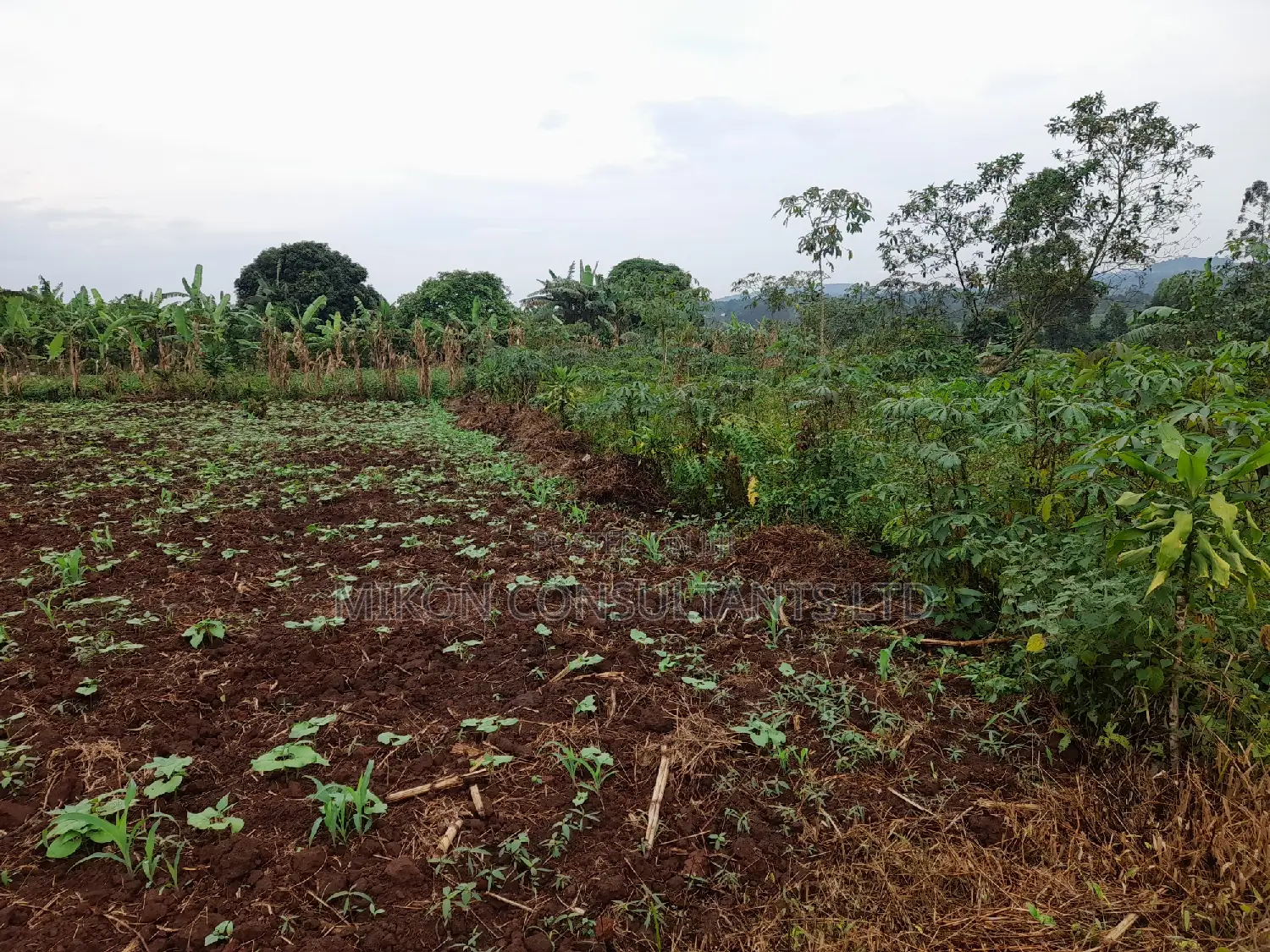 25 by 50 FTS Plot in Matuga Sanga on Sale in Central Division