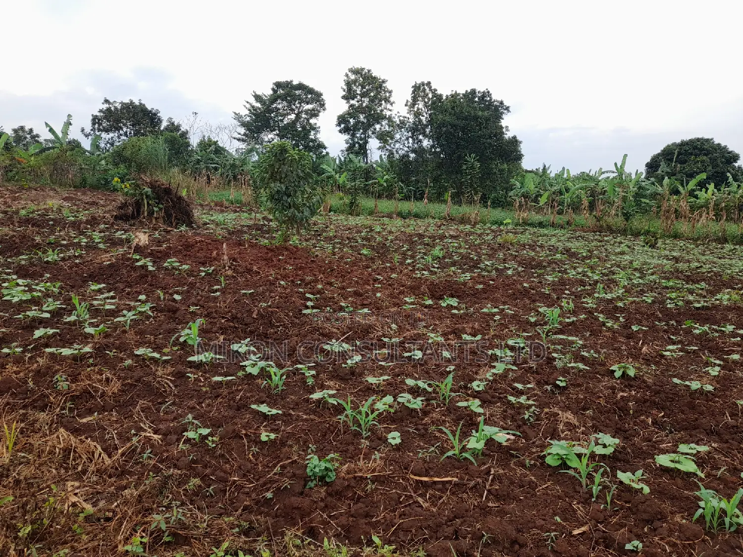 25 by 50 FTS Plot in Matuga Sanga on Sale in Central Division