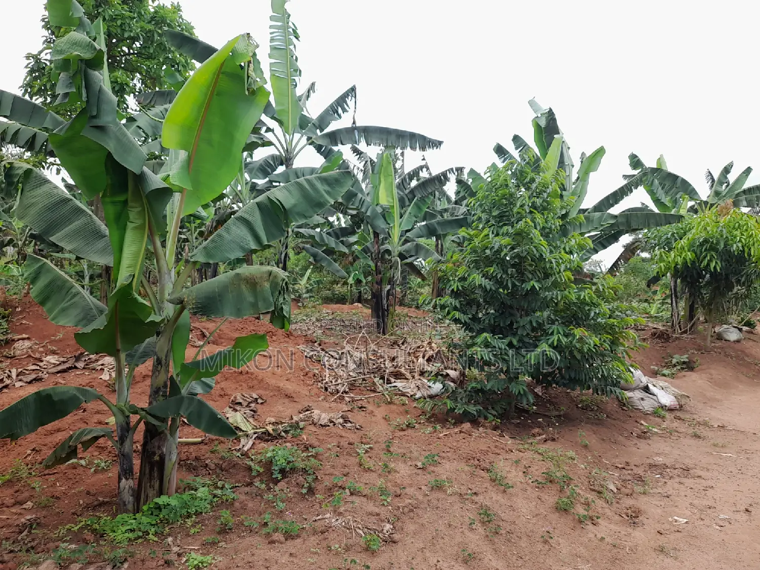 Half Acre in Matuga Town on Sale at Only 65m in Central Division