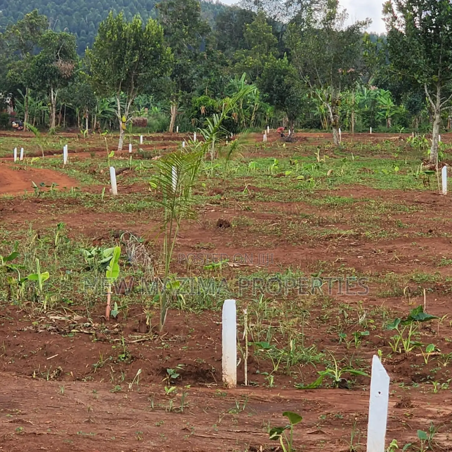 Arleady Private Mile Titled Plots Sale in Lungala Masaka Rd in Division A