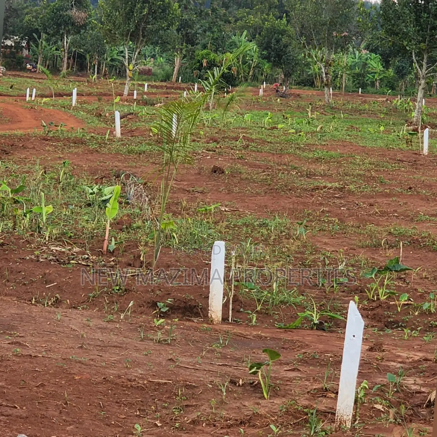 Arleady Private Mile Titled Plots Sale in Lungala Masaka Rd in Division A