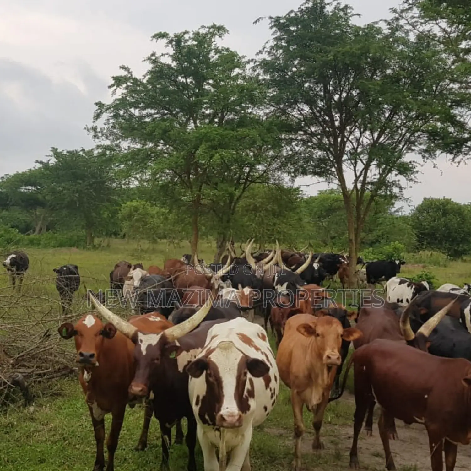 Very Strategic 400 Acres for Both Cattle Grazing and Farming in Division A