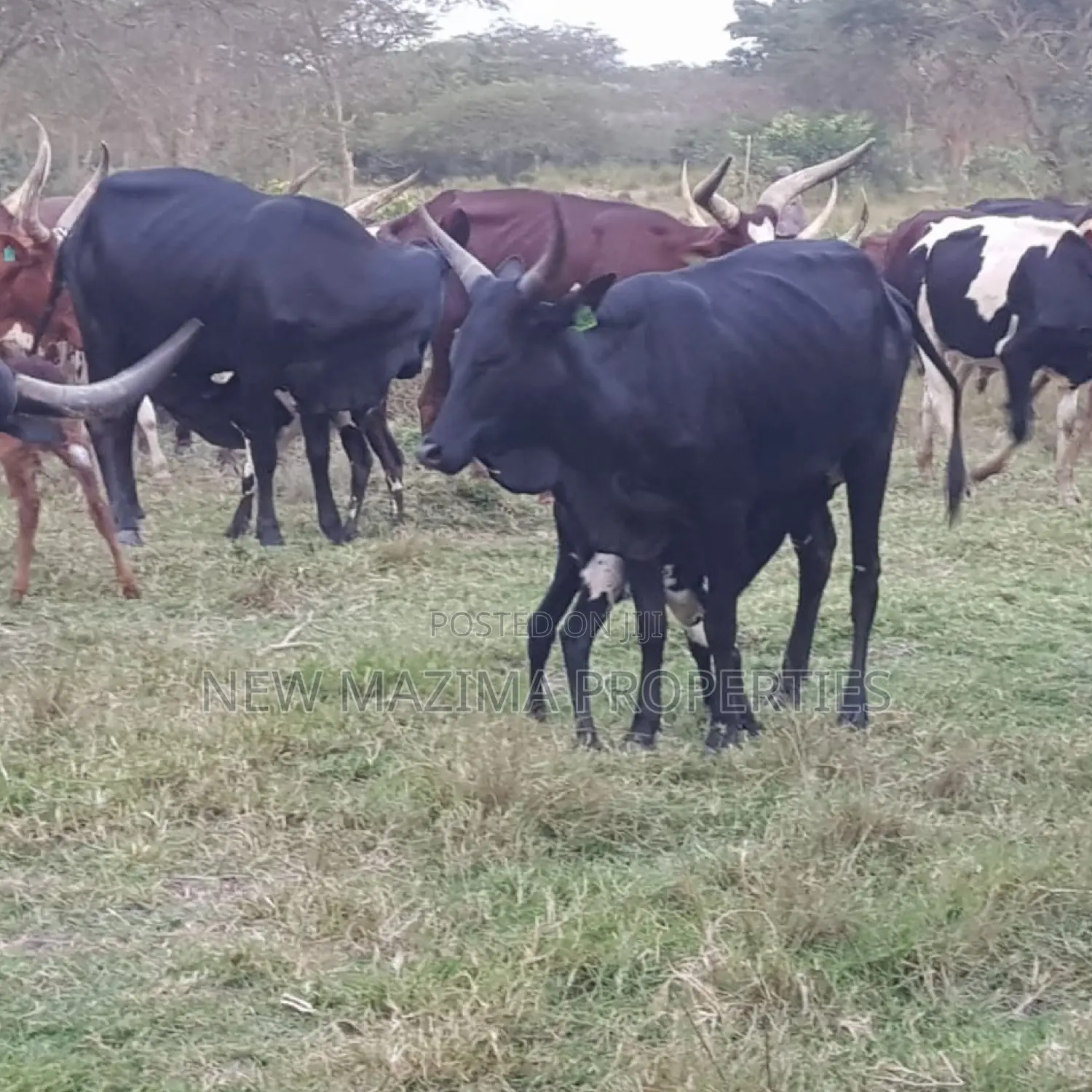 Very Strategic 400 Acres for Both Cattle Grazing and Farming in Division A