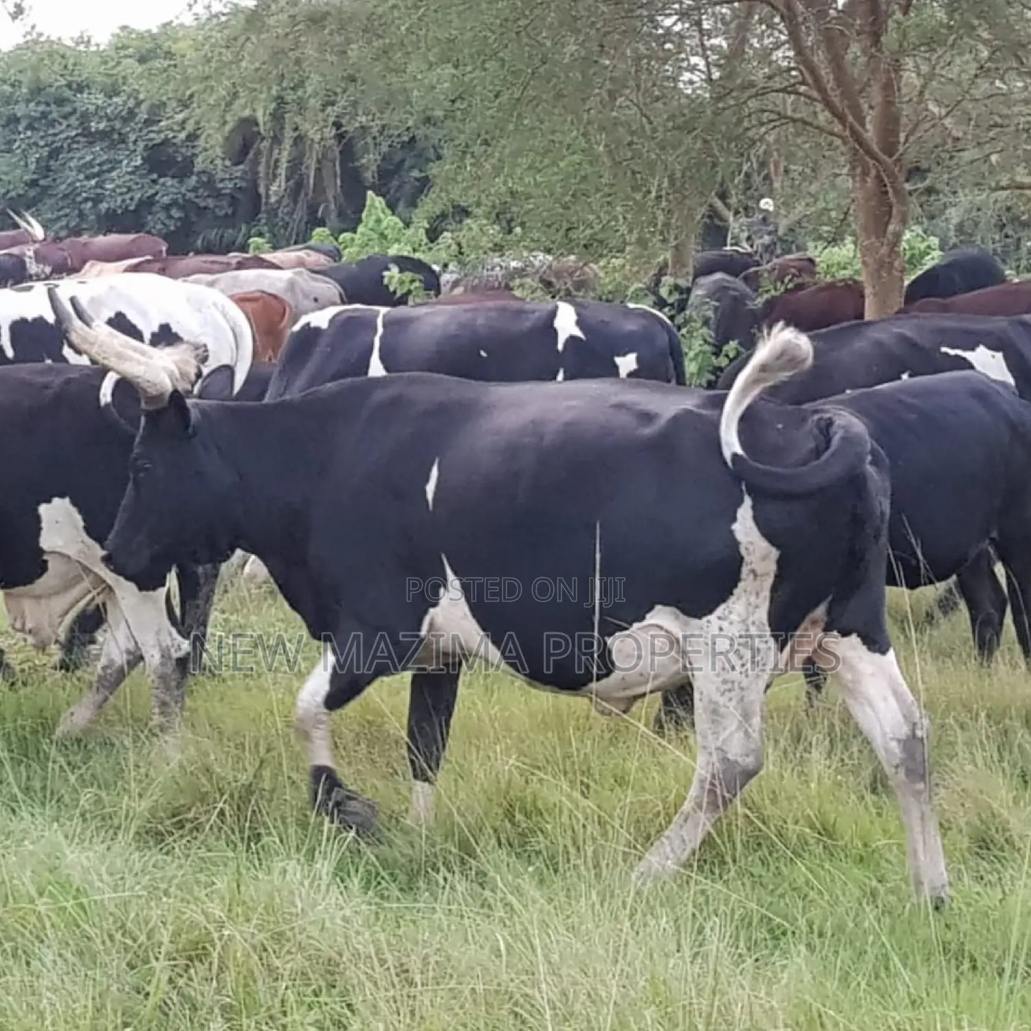 Very Strategic 400 Acres for Both Cattle Grazing and Farming in Division A
