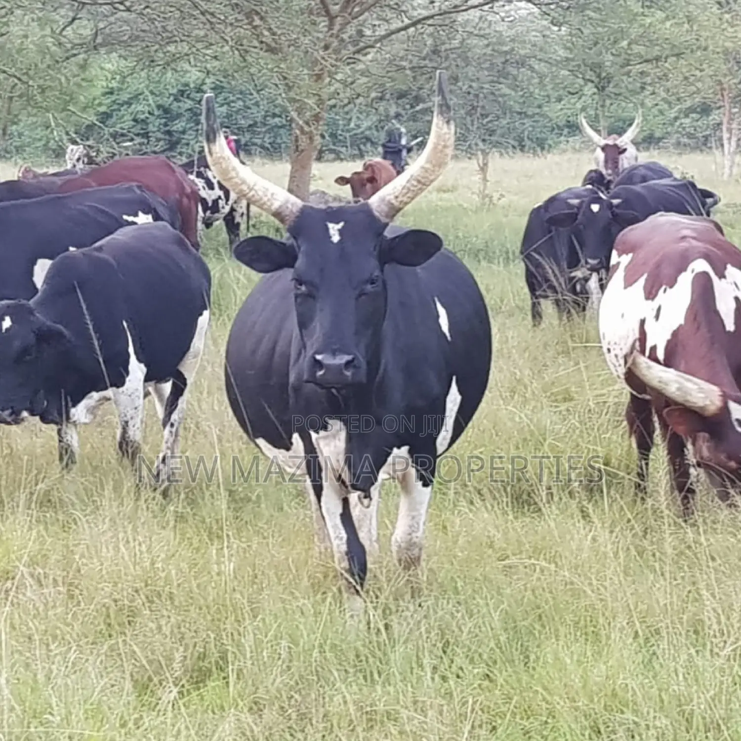 Very Strategic 400 Acres for Both Cattle Grazing and Farming in Division A