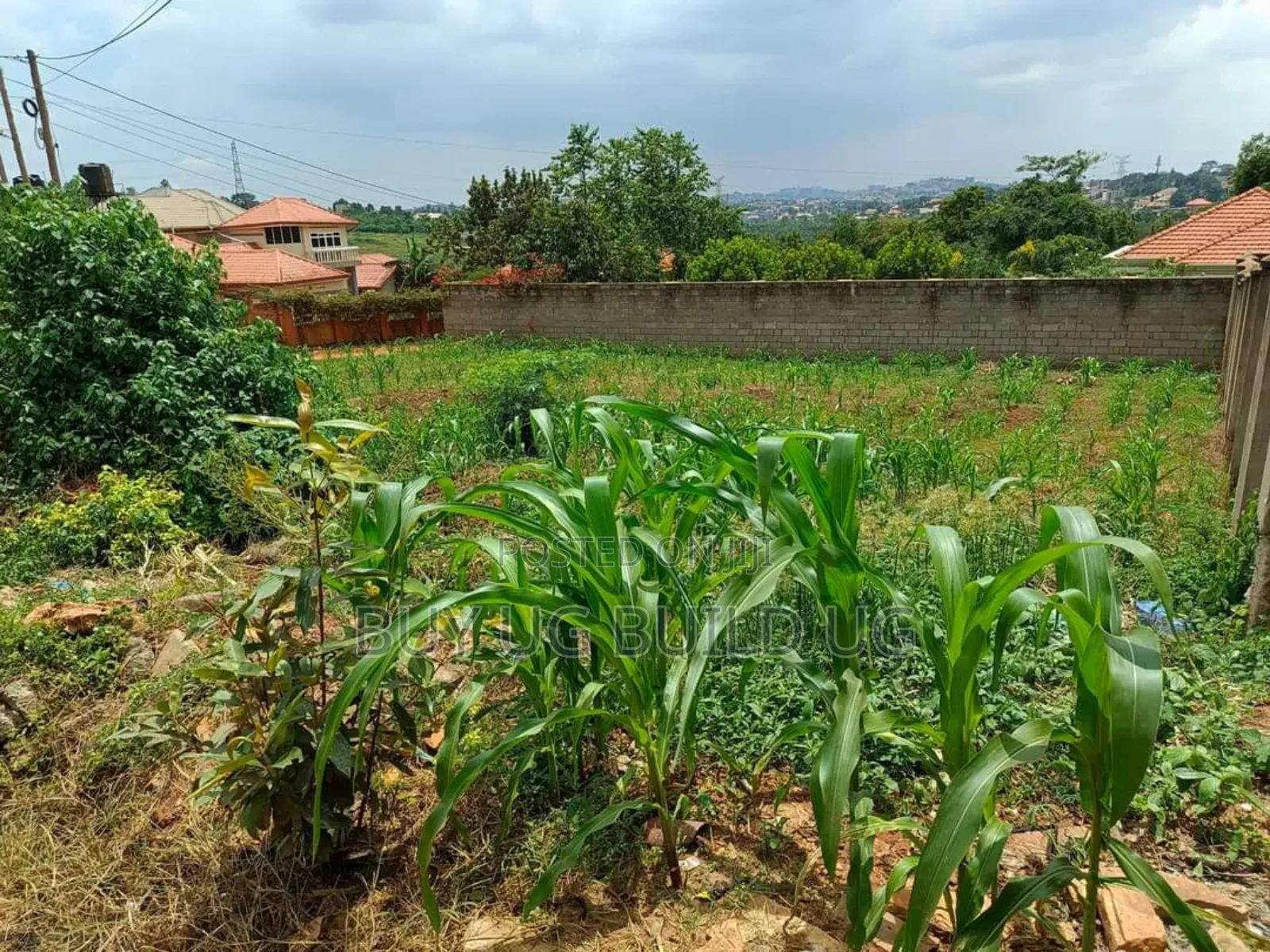 Plot on Sale Enclosed in a Wall Fence (100x100ft ) in Kira in Kira