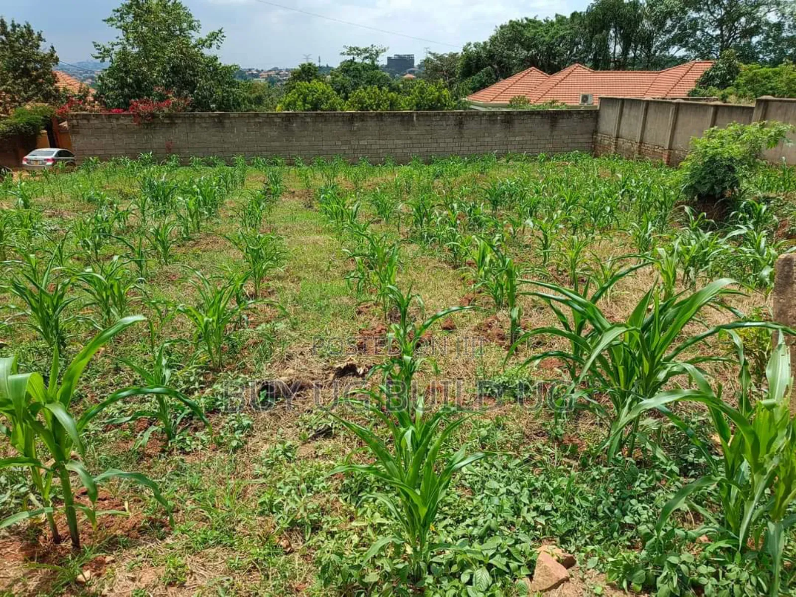 Plot on Sale Enclosed in a Wall Fence (100x100ft ) in Kira in Kira