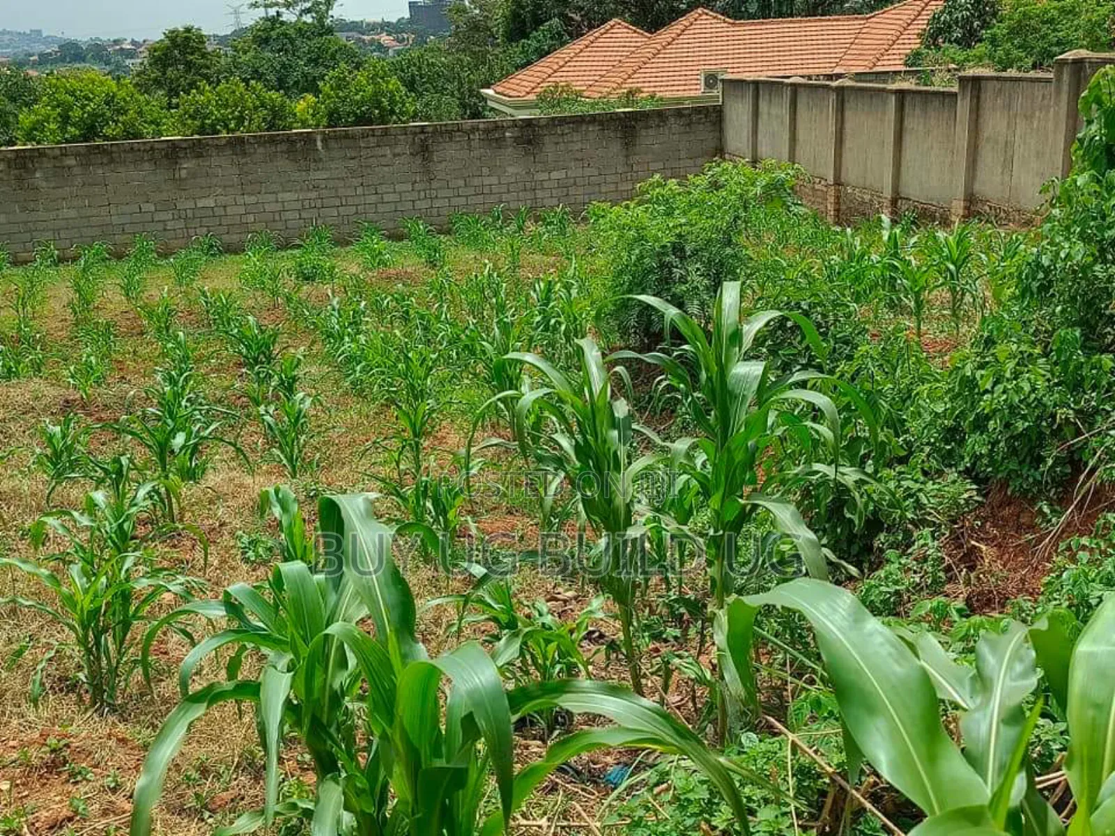Plot on Sale Enclosed in a Wall Fence (100x100ft ) in Kira in Kira