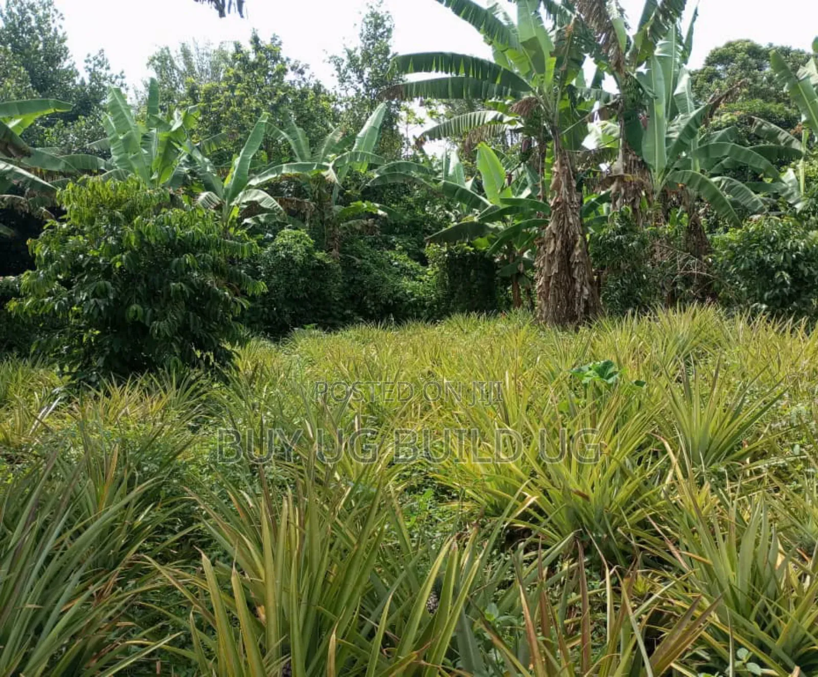 Good Deal! 3 Acres of LandKalule- Bombo Rd in Bombo TC