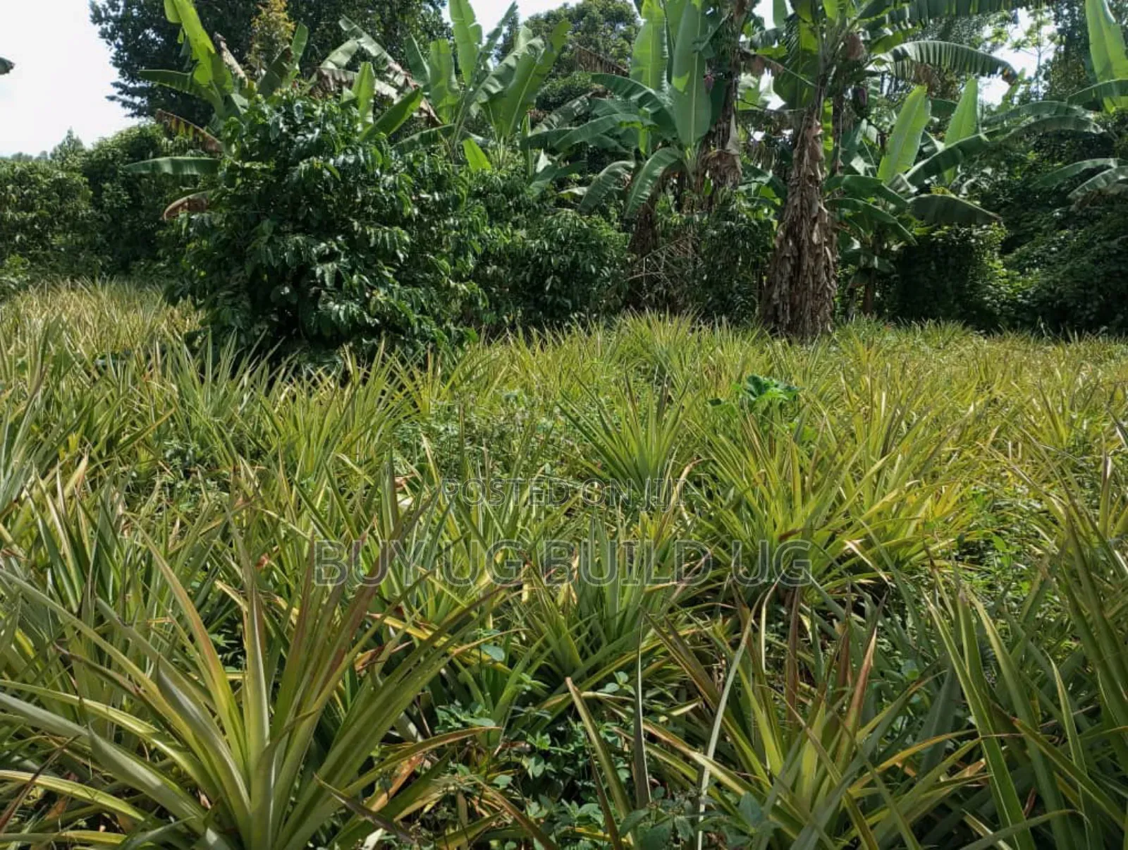 Good Deal! 3 Acres of LandKalule- Bombo Rd in Bombo TC