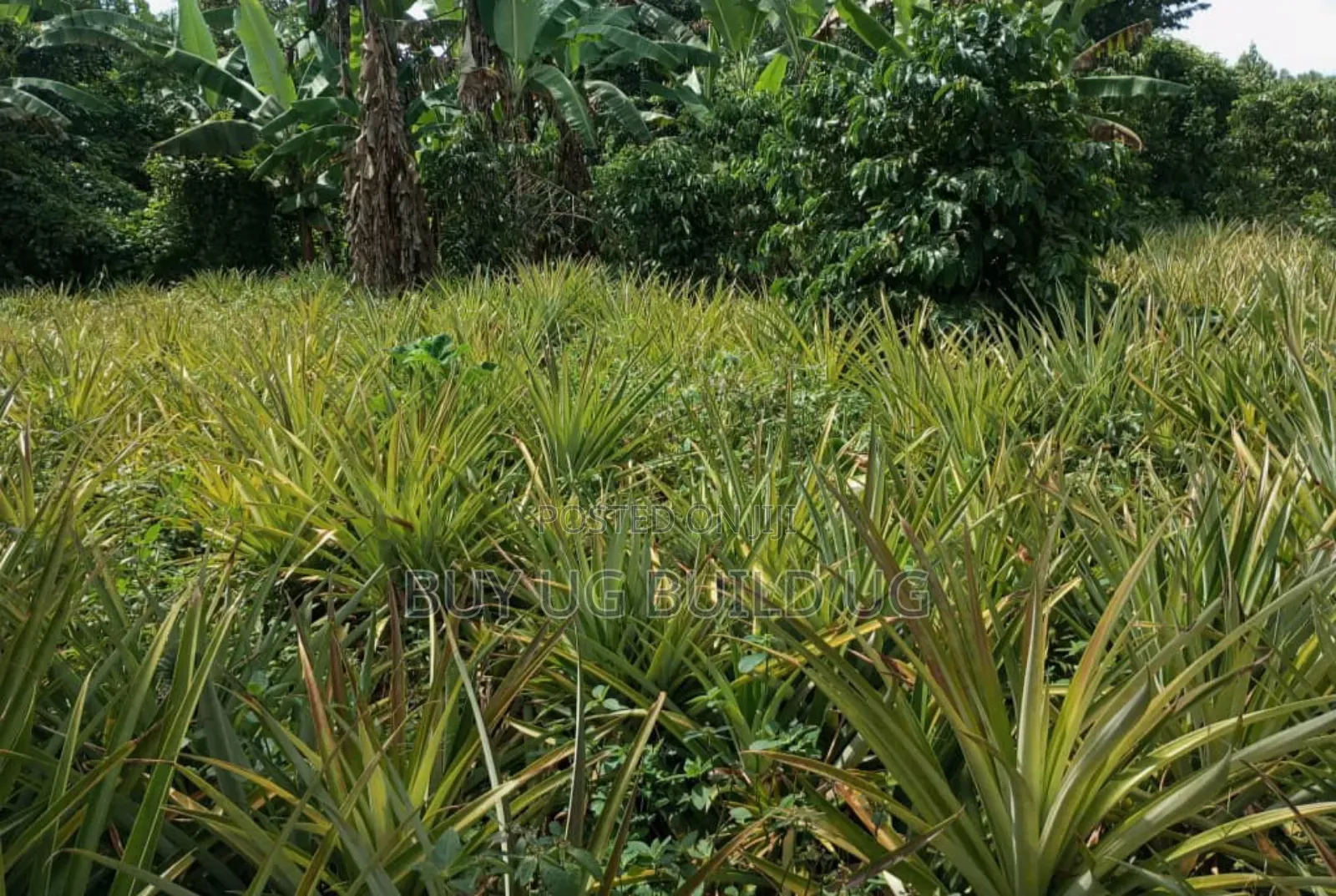 Good Deal! 3 Acres of LandKalule- Bombo Rd in Bombo TC