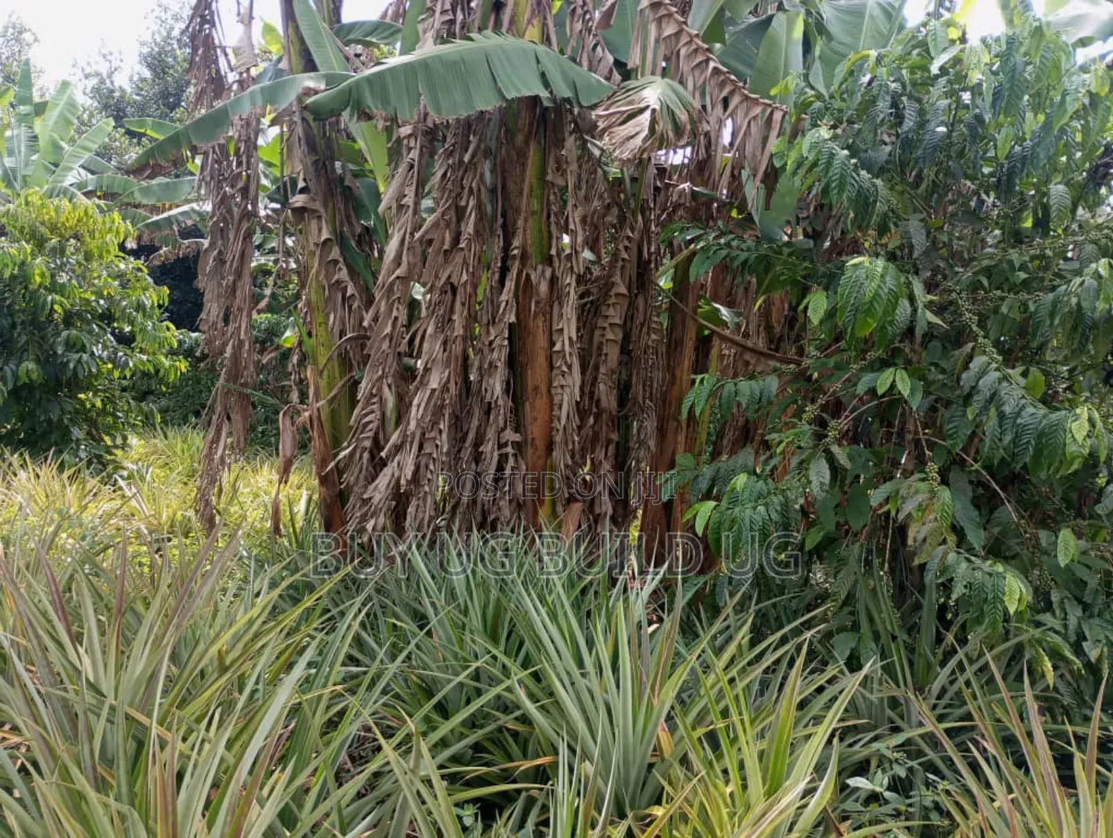 Good Deal! 3 Acres of LandKalule- Bombo Rd in Bombo TC