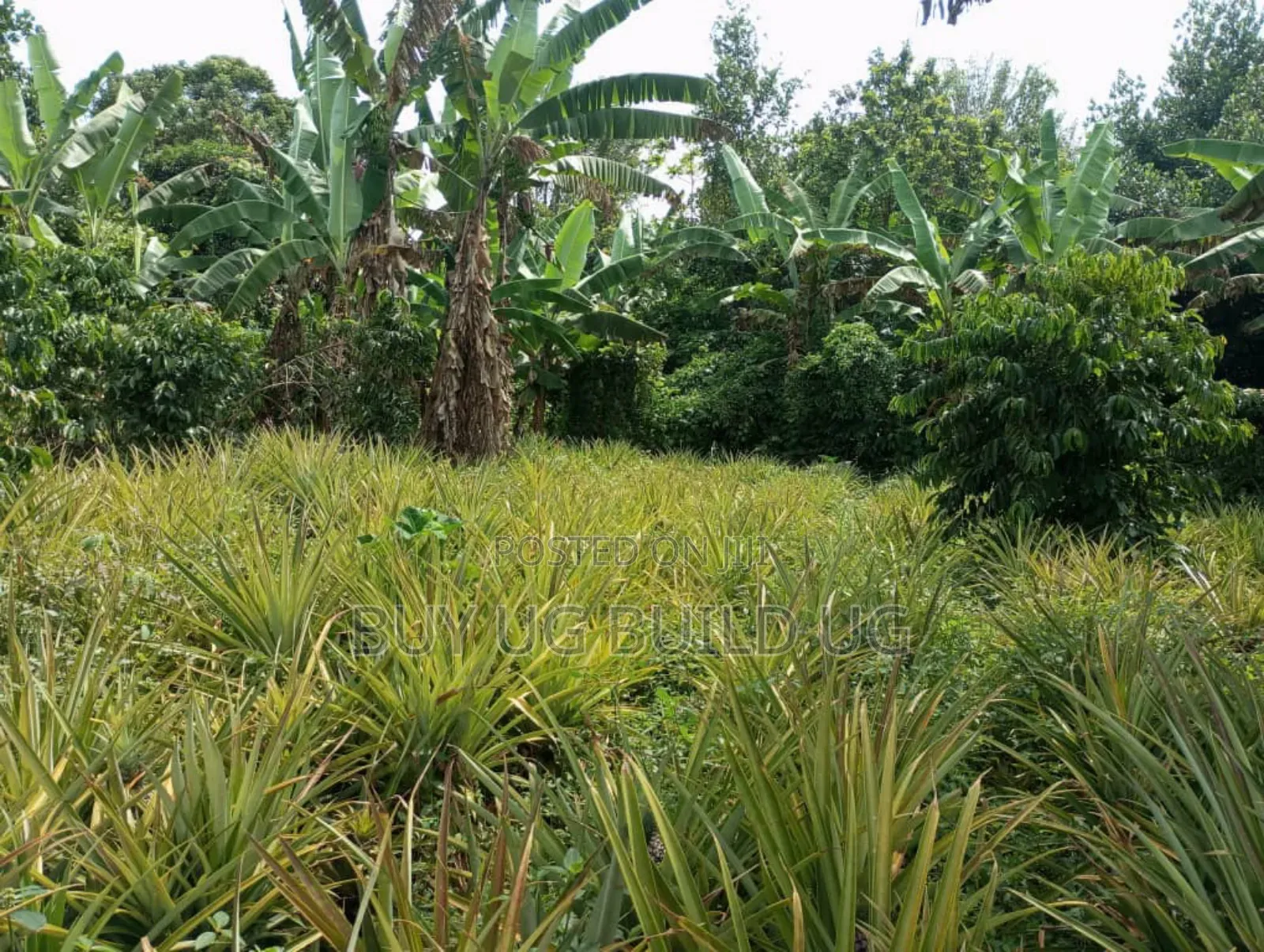 Good Deal! 3 Acres of LandKalule- Bombo Rd in Bombo TC