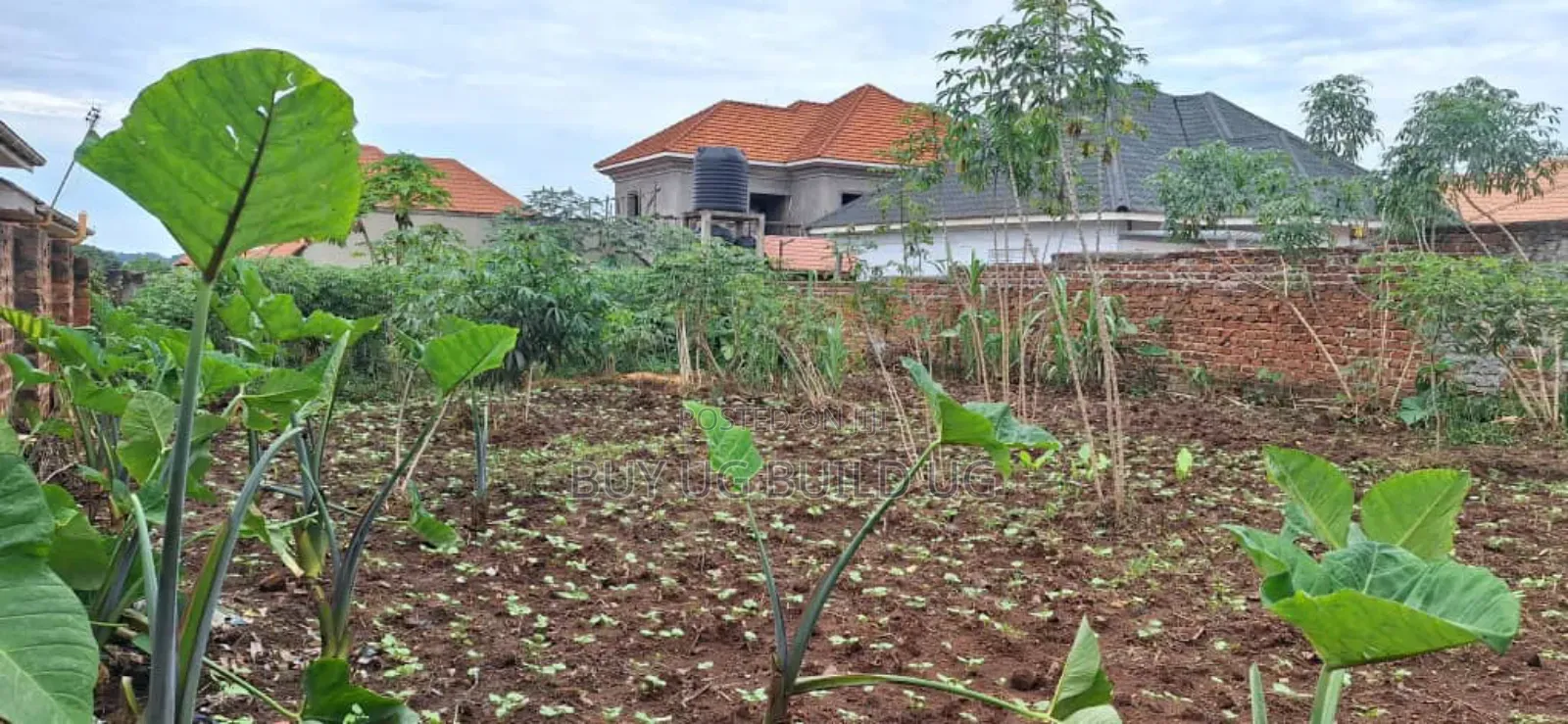 *50x100ft Kira Bulindo Town 300 Meters Off Tarmac 100m in Kira