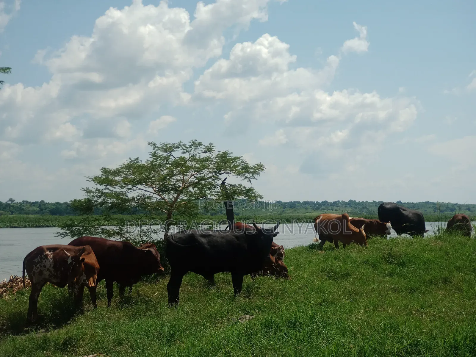 Land for Grazing Cattles in Amuru in Gulu