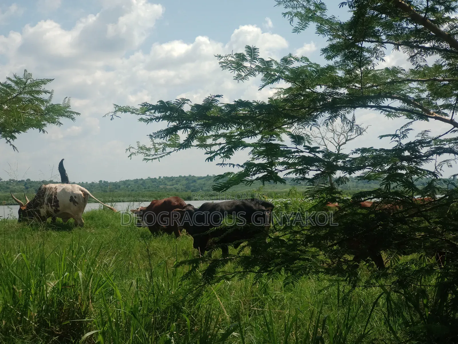 Land for Grazing Cattles in Amuru in Gulu
