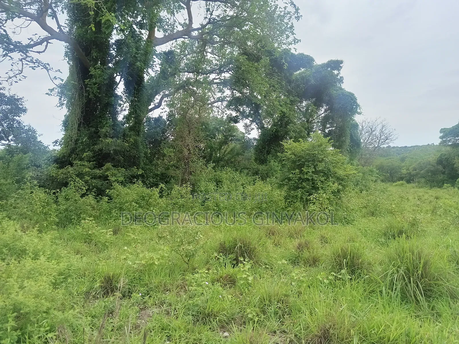 Land for Grazing Cattles in Amuru in Gulu