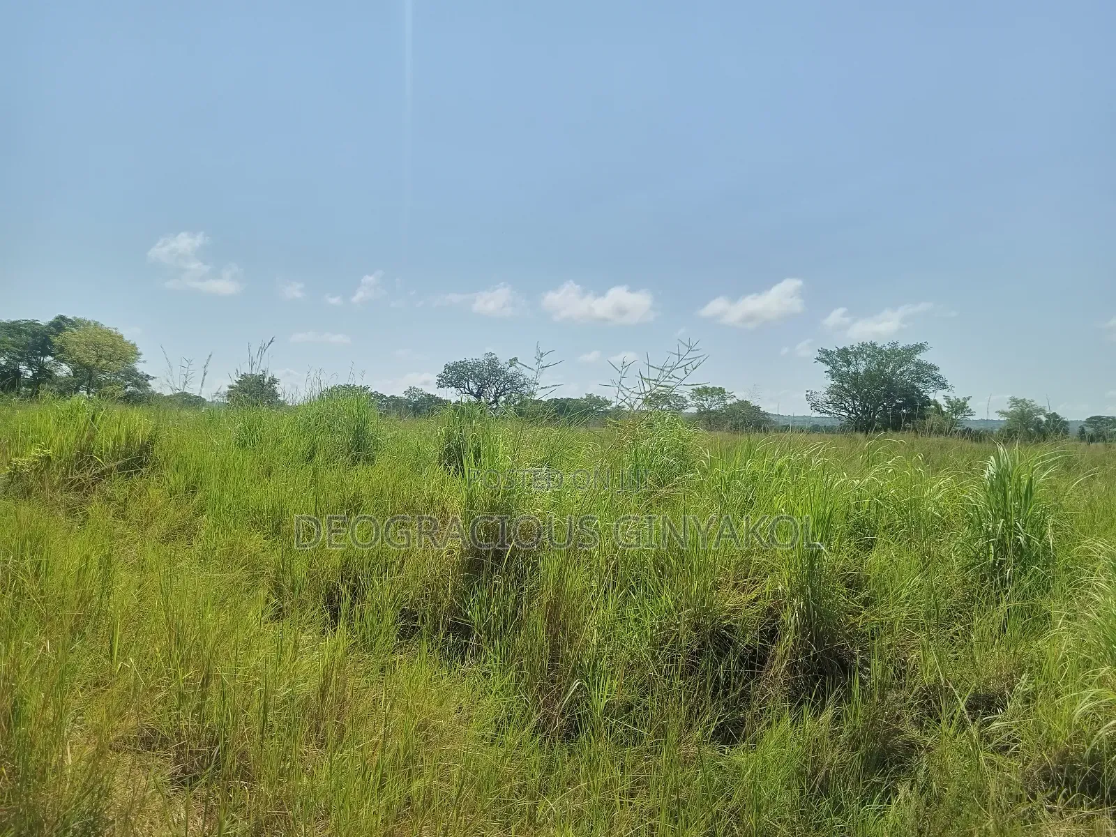 Land for Grazing Cattles in Amuru in Gulu