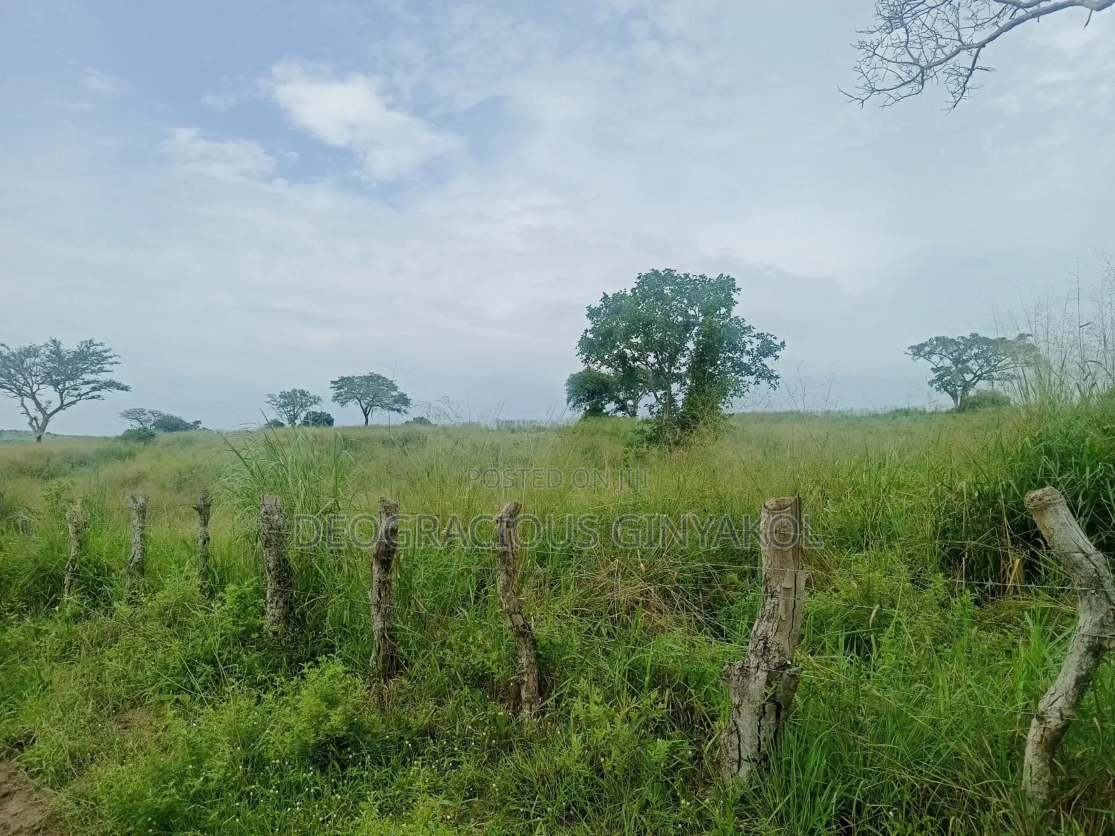 Land for Grazing Cattles in Amuru in Gulu