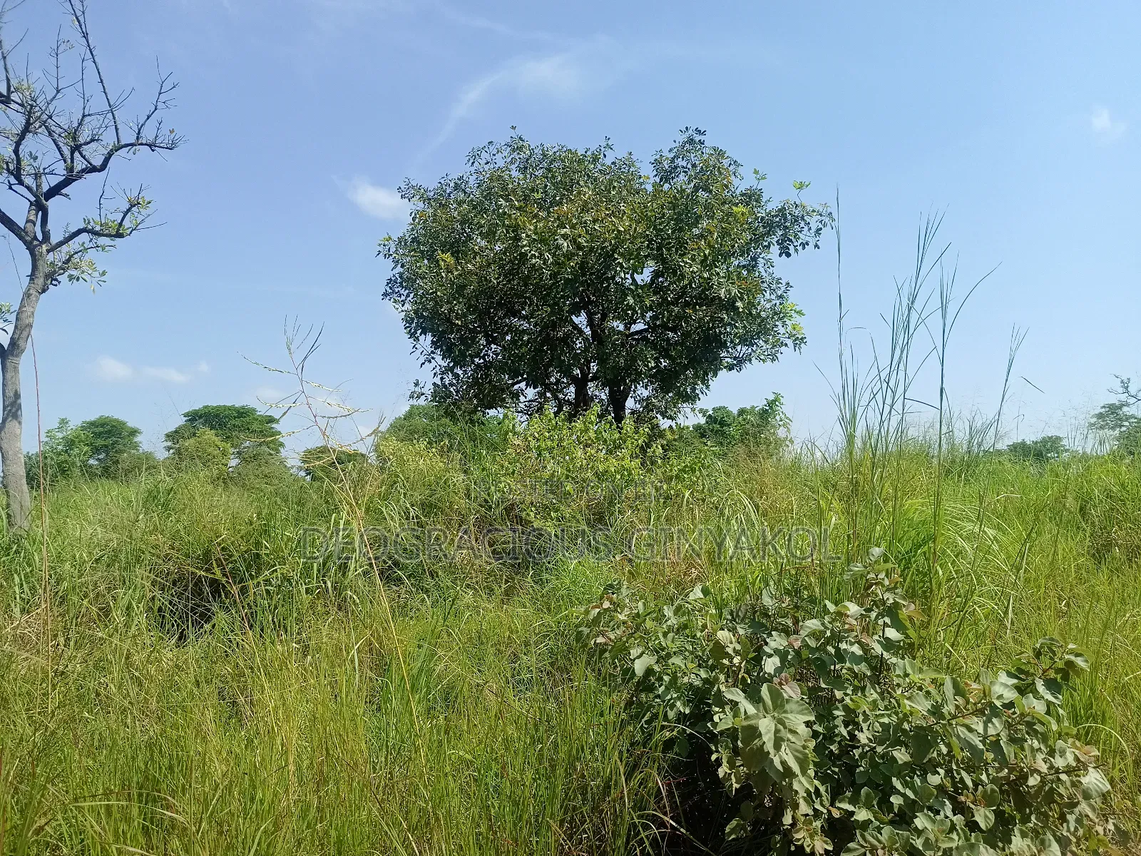 Agriculture Farmland for Sale in Northern Uganda in Gulu