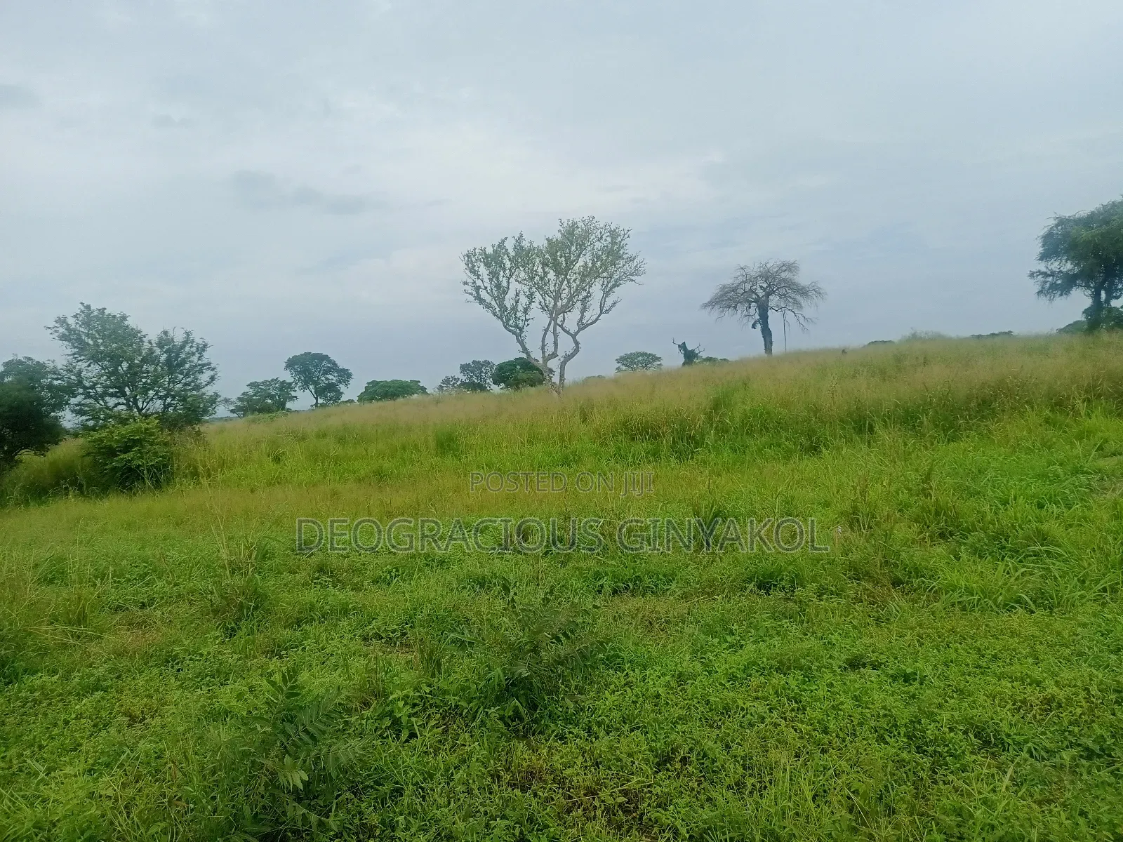 Agriculture Farmland for Sale in Northern Uganda in Gulu