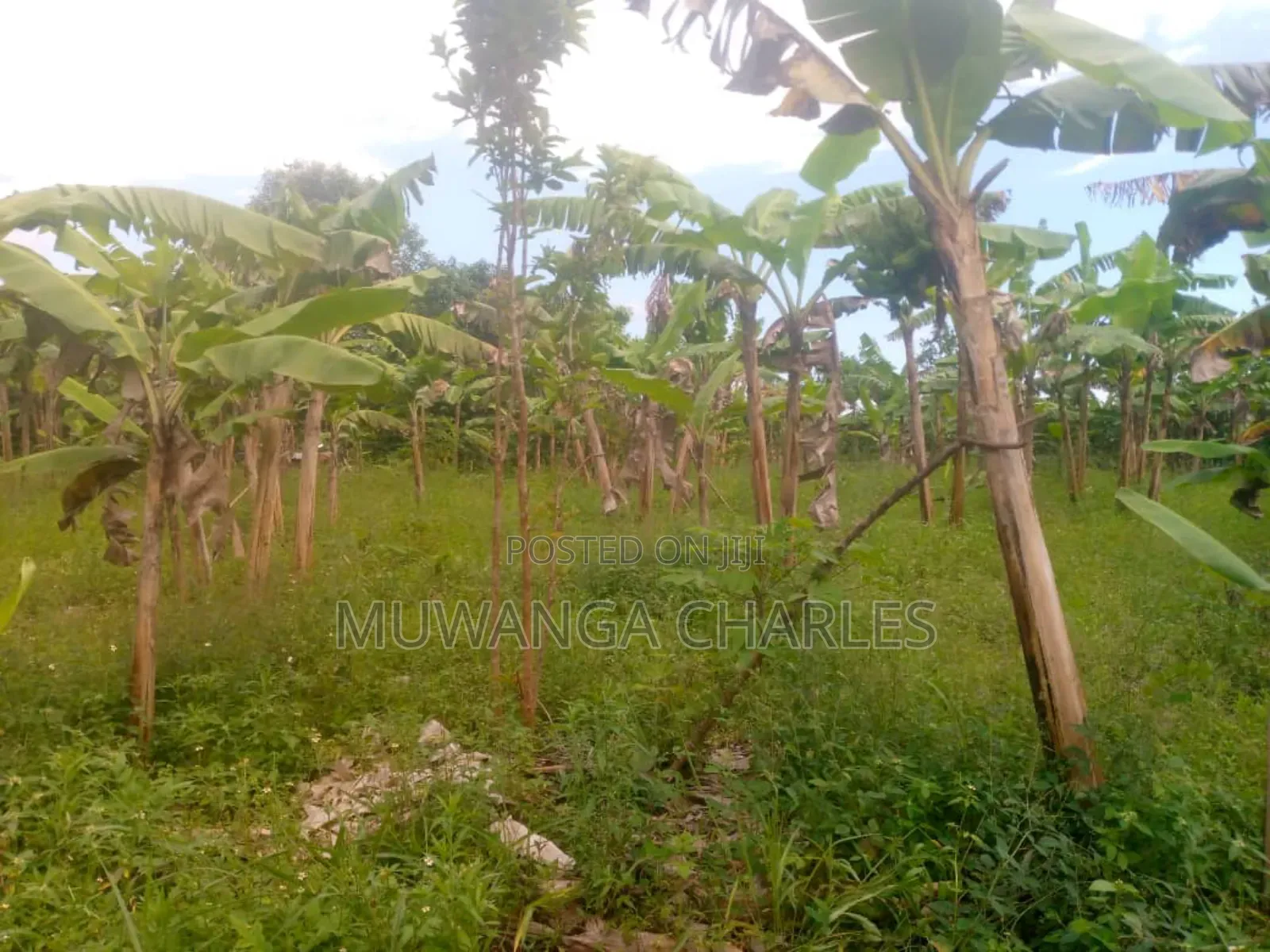 Land for Sale in Kikyusa in Kikyusa