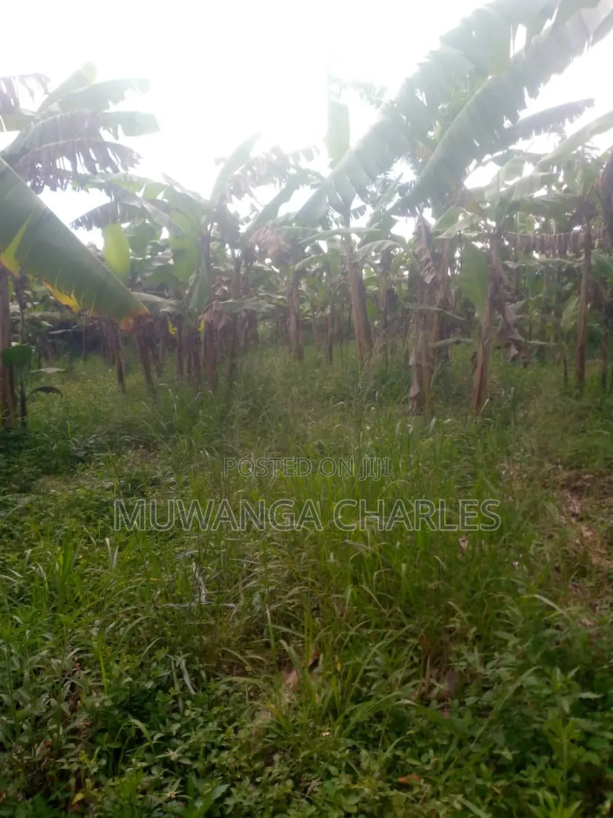 Land for Sale in Kikyusa in Kikyusa