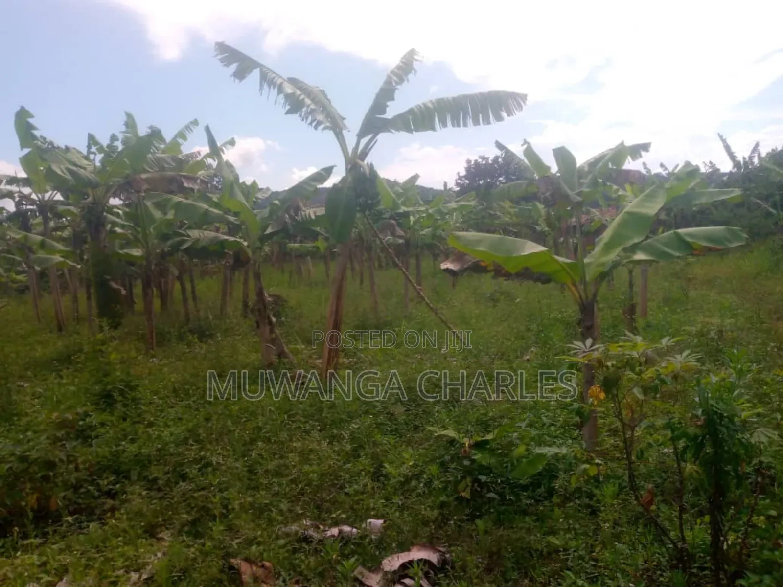 Land for Sale in Kikyusa in Kikyusa