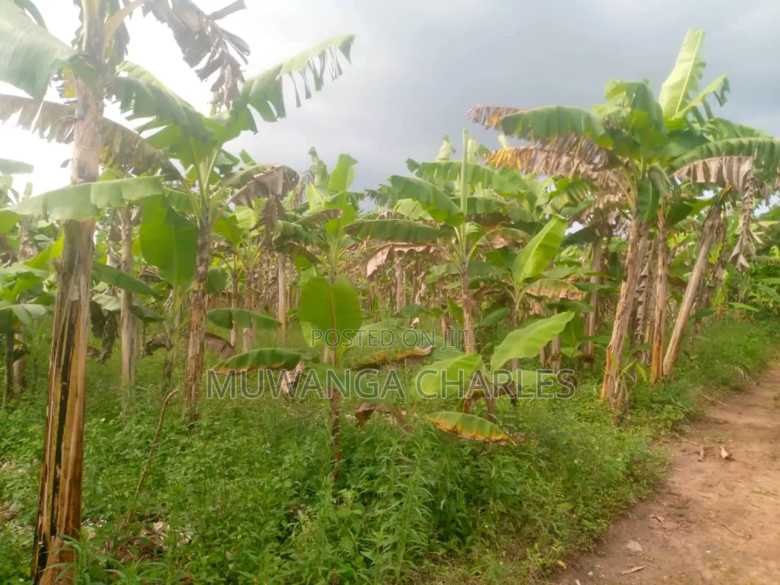 Land for Sale in Kikyusa in Kikyusa