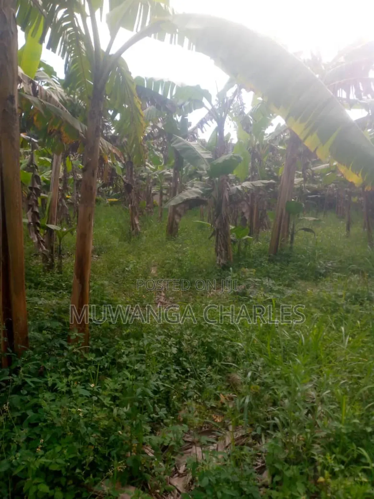 Land for Sale in Kikyusa in Kikyusa
