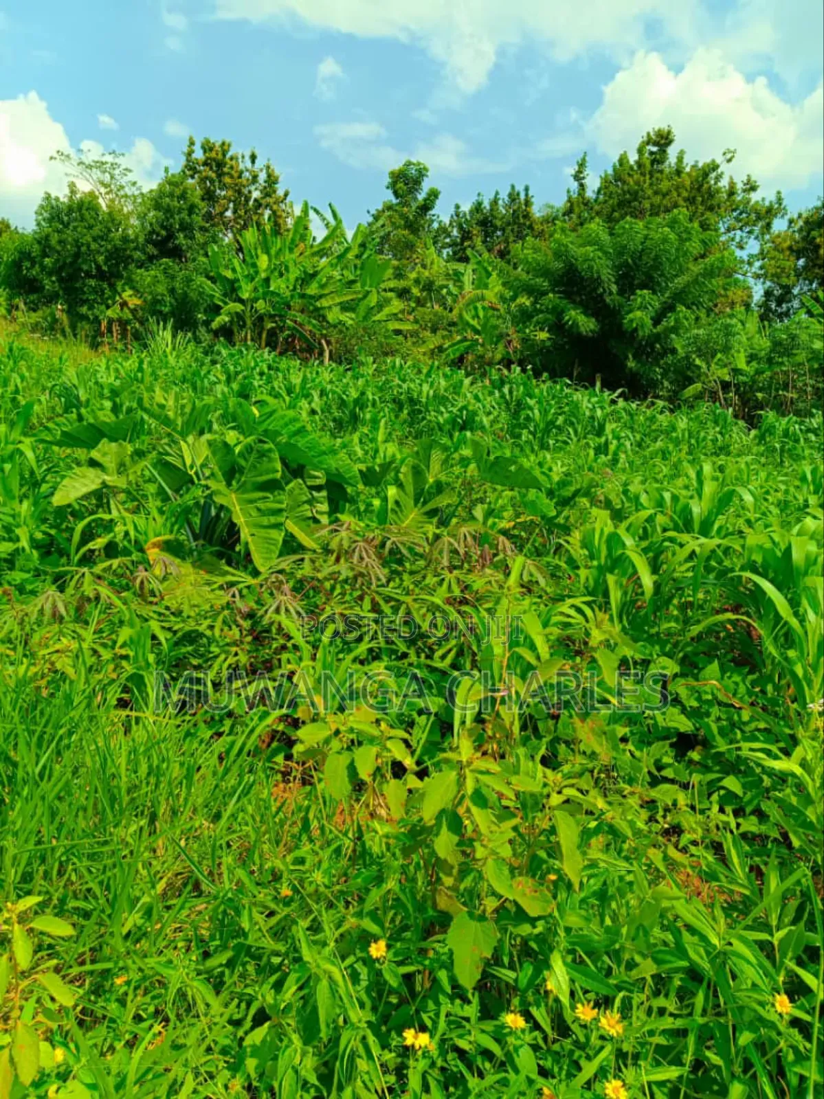 Plot's for Sale in Gayaza in Wakiso / Wakiso