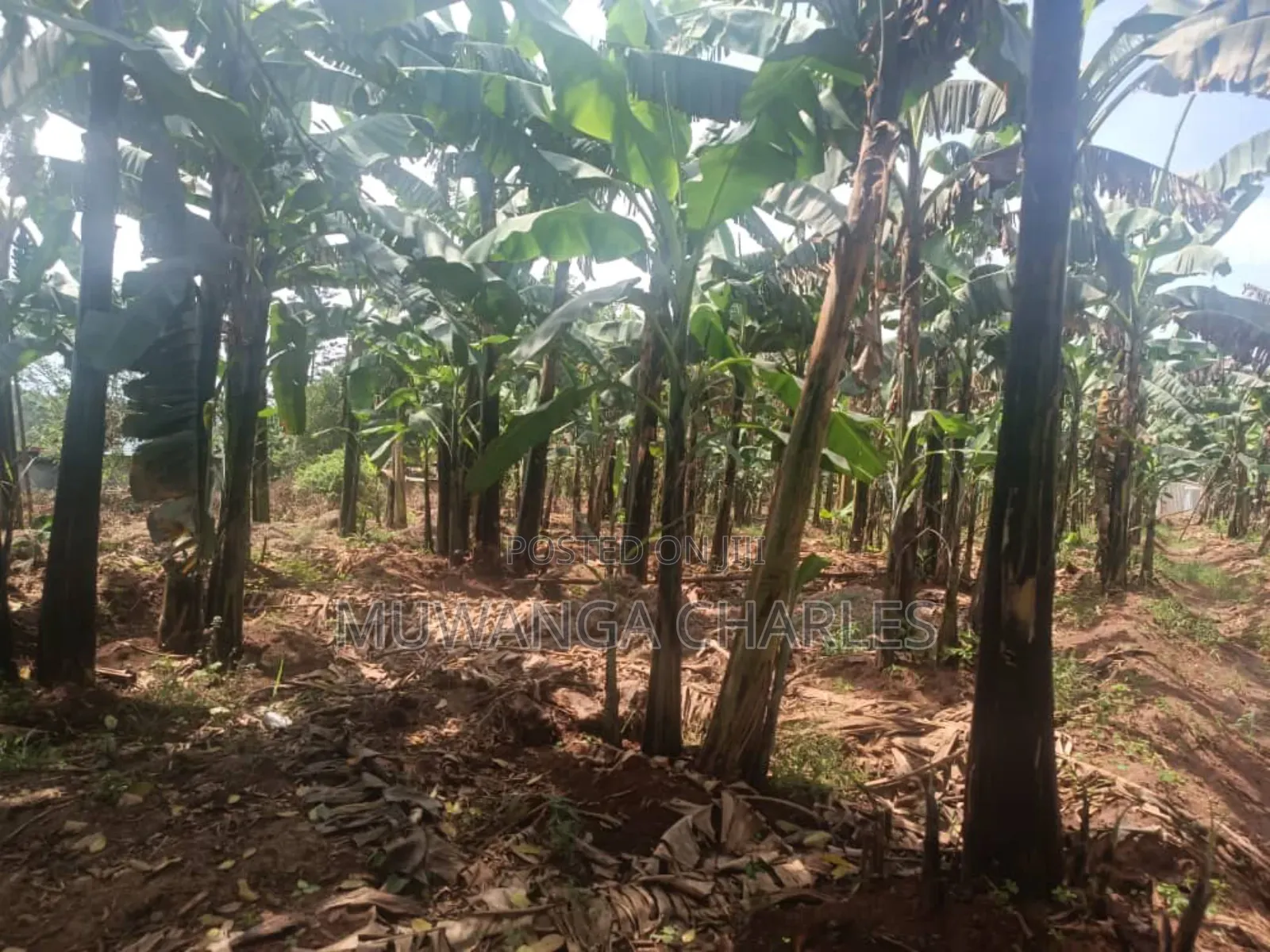 Land for Sale in Zirobwe in Zirobwe