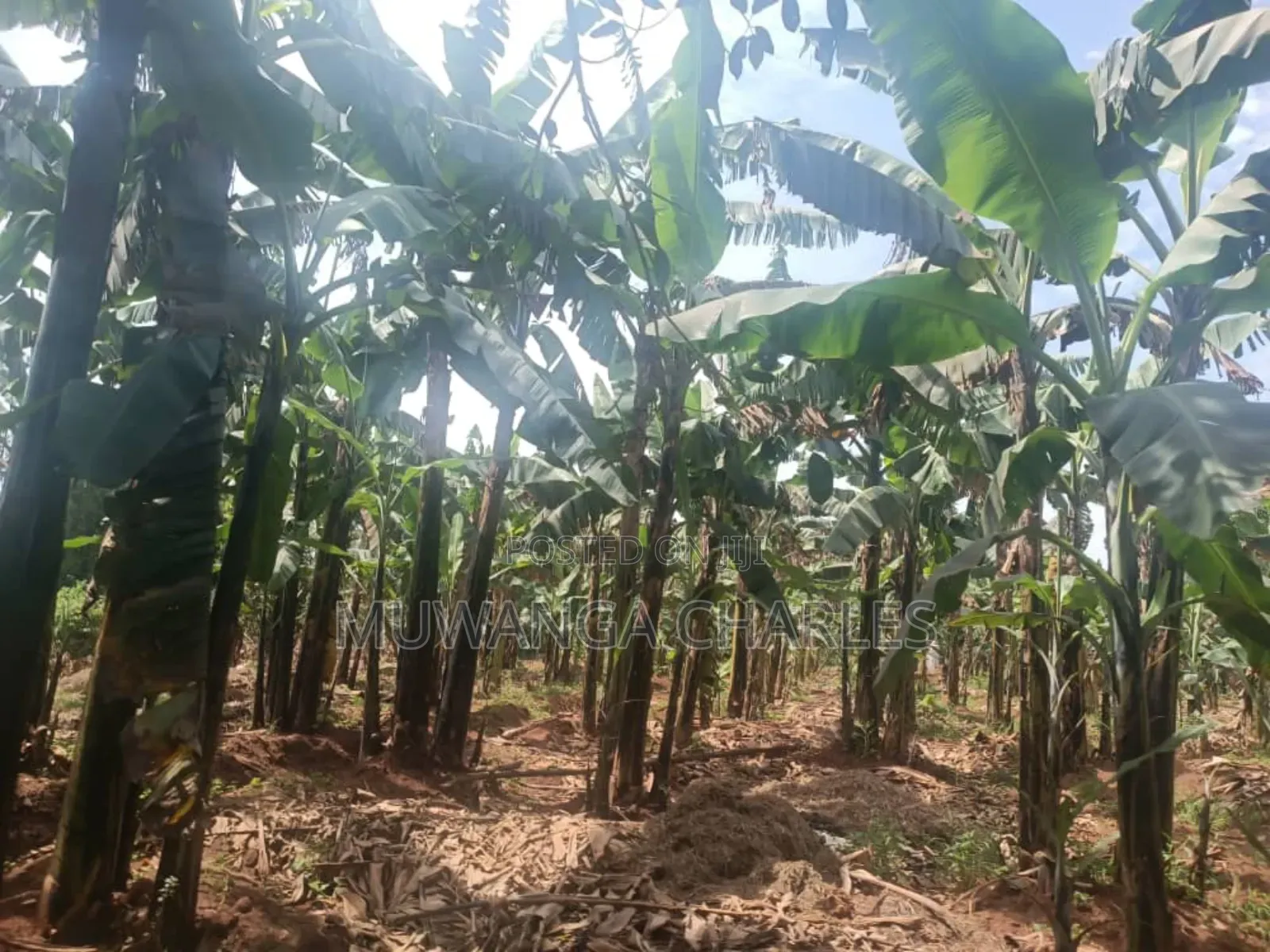 Land for Sale in Zirobwe in Zirobwe